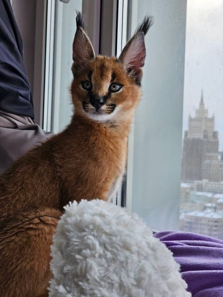 Caracal Kittens