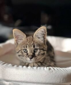 F1 Savannah Luna Vibe