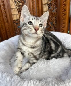 F5 Savannah Silver Marble