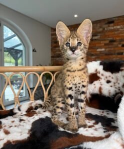 Charming Amur Serval