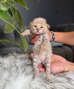 F1 Savannah Charming Ori