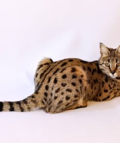 F1 Savannah Baby Kaily